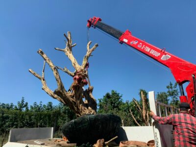 xecau Xe Cẩu 24h